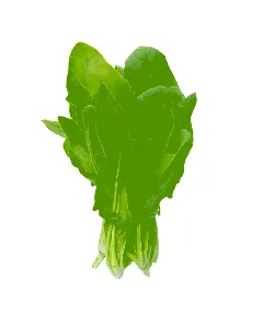 Epinard en Botte