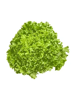 Salade verte 