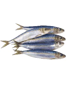 Sardine