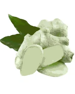 Graines de gingembre