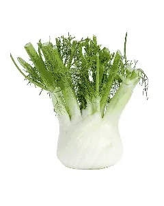 Fenouil avec fane