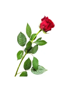 Fleur rouge