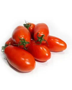 Tomate allong&eacute;e 