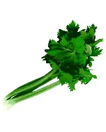 Céleri