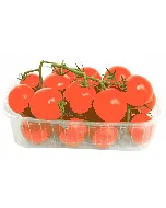Tomate cerise Bicolore