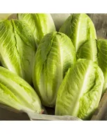 Laitue Romaine